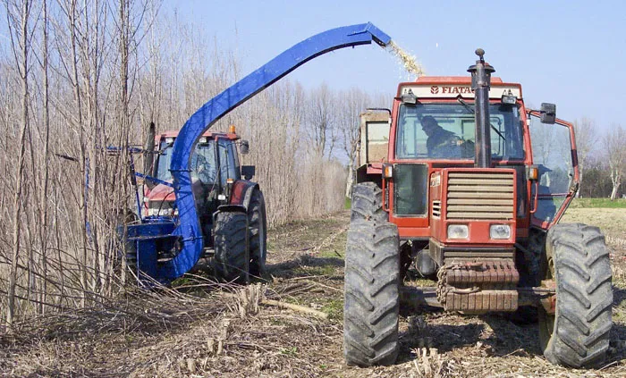 Возле деревни Леликово Кобринского района уже ближайшей весной появится плантация быстрорастущей лозы. фото