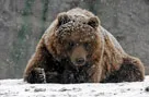 С наступлением морозов бурые медведи залегли в спячку. фото