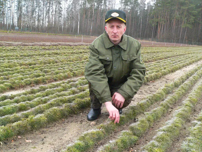 Помощник лесничего Роман ГЕРЦИК поставляет на места посадки саженцы сосны, выращенные своими руками. фото