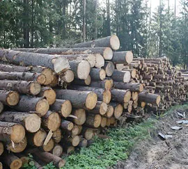 В Островецком лесхозе организовали склад для древесины с буреломных лесосек. фото