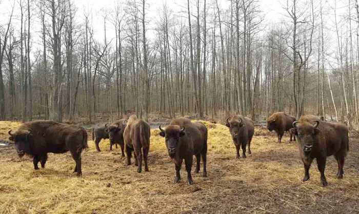 Авиаучет охотничьих животных провели на территории Полесского государственного радиационно-экологического заповедника. фото