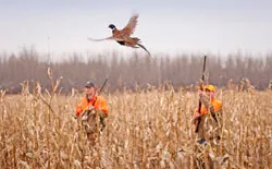 В нашей стране все доступней становится охота на вольерных фазанов. фото