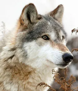 Месть волчицы. фото