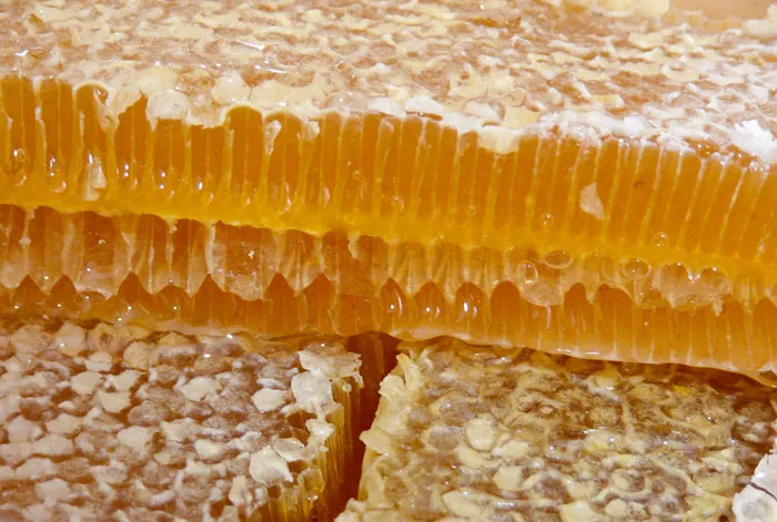 Объемы полученного меда зависят не только от количества пчел на пасеках, но и от продуктивности пчелосемей. фото