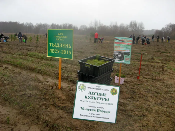 Гродненское ГПЛХО открыло Неделю леса созданием памятных лесных культур в честь 70-­летия Победы. фото