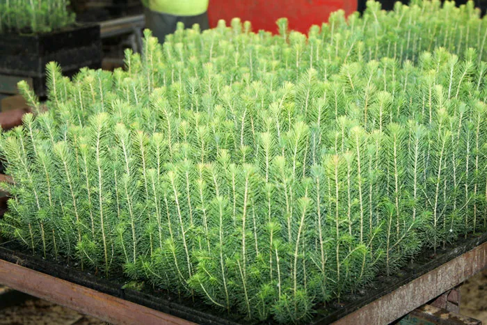 На Витебщине внедряются передовые технологиии выращивания сеянцев. фото
