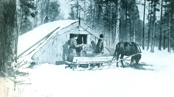 Прием корнеплодов с натуры. Фотография А. Далматова. фото