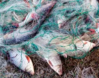 В Беларуси начался весенний нерест рыбы. фото