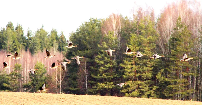 Нечасто удается сфотографировать летящих гусей на фоне леса. фото
