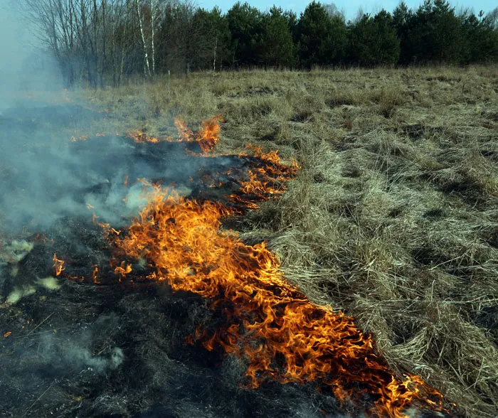 Подгоняемое ветром пламя буквально бежало по сухой, в человеческий рост траве. фото