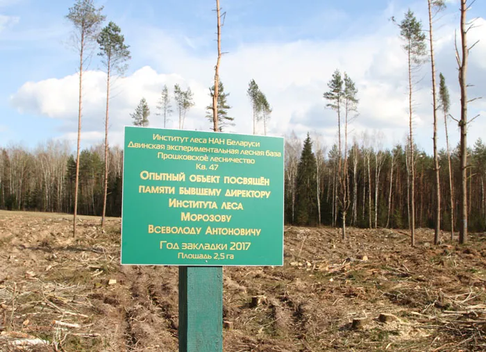 Имя белорусского ученого Всеволода Морозова дано опытному объекту Двинской экспериментальной лесной базы. фото