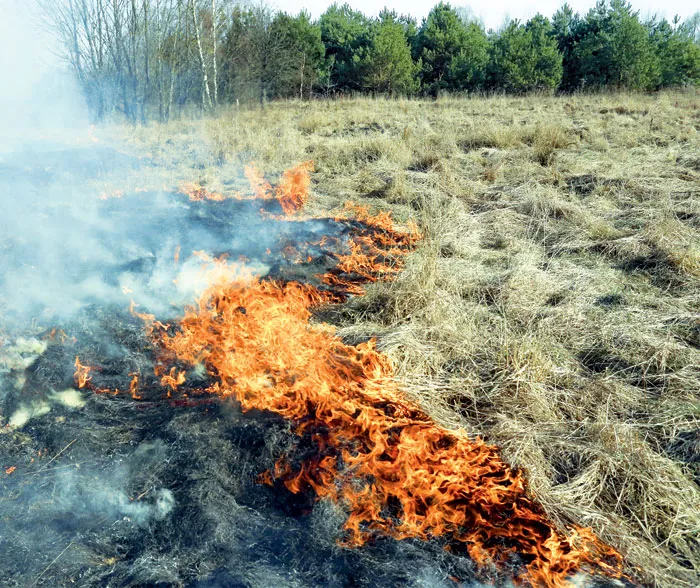 Многие до сих пор считают, что выжигание прошлогодней травы приносит пользу экосистеме. фото