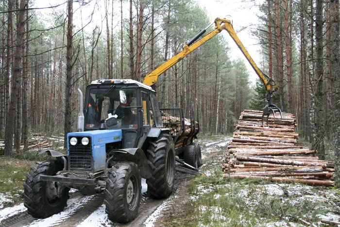 Новые пути продажи древесины осваивают ветковские лесоводы. фото