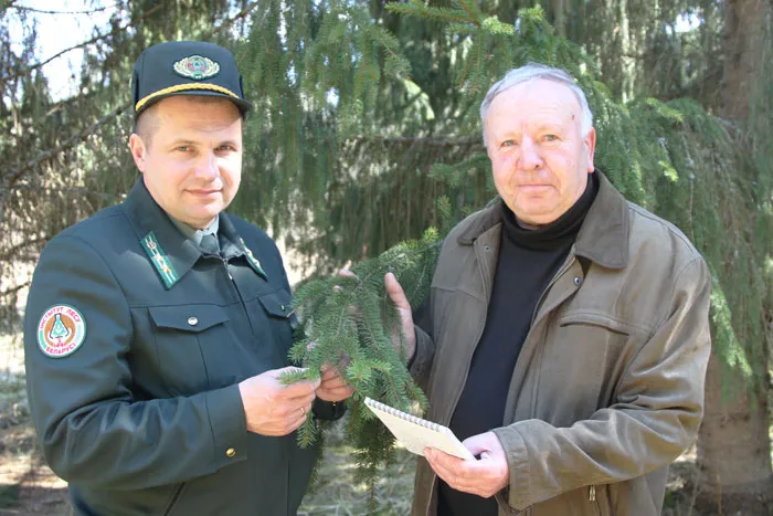 Главный лесничий Двинской ЭЛБ НАН Беларуси Виктор ПИСКУНОВИЧ и ведущий научный сотрудник Анатолий МАЙСЕЕНОК на гибридной плантации ели европейской. фото