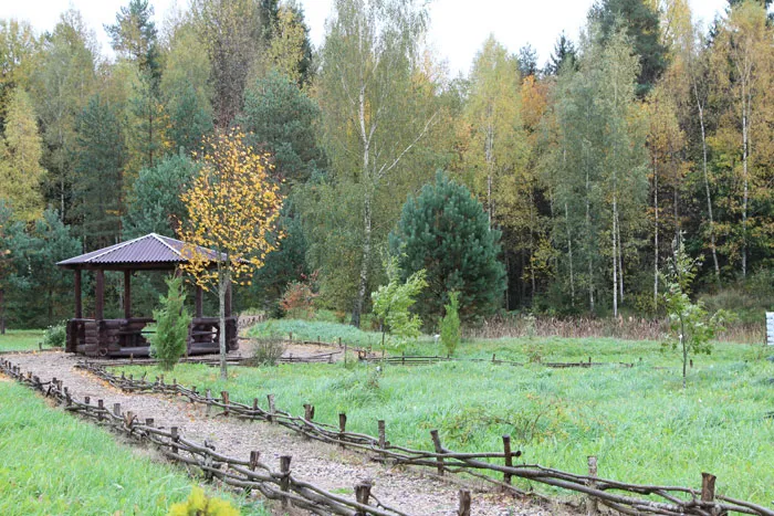 Дендропарк Докшицкого лесничества. фото