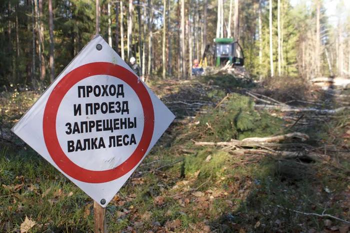 Не допускается осуществлять валку деревьев при скорости ветра свыше 11 м/с. фото