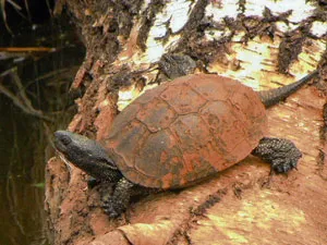 В заказнике «Дубовский каскад озер» можно встретить болотную черепаху. фото