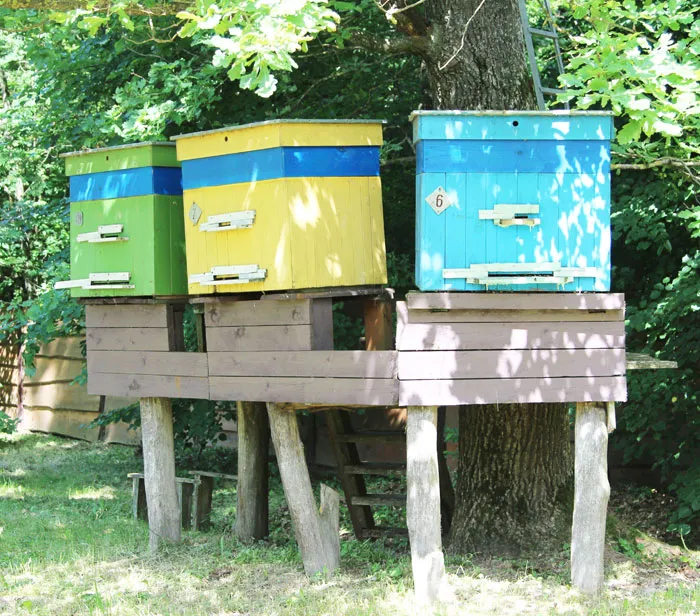 На каждую пчелиную семью по 20 кг меда! фото