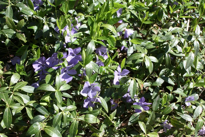Появились синие цветочки барвинка, стелющегося по земле и с зимы сохраняющего крепкие зеленые листочки. фото