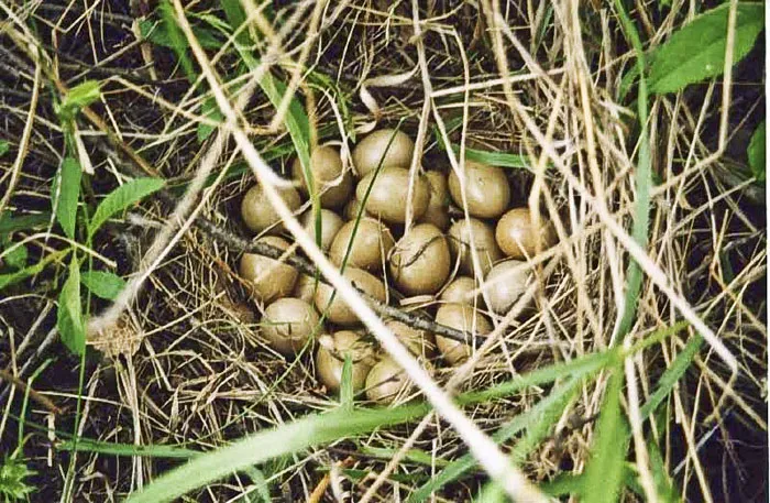 В гнезде серой куропатки нередко находят более двадцати яиц. фото