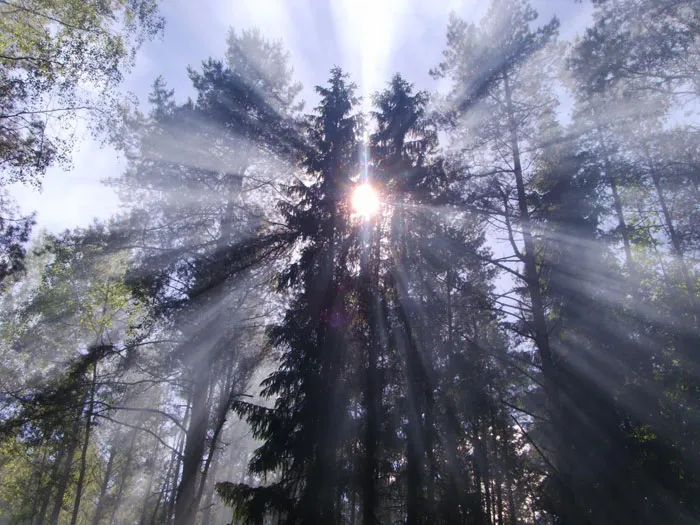 Мария Крутенок «Рассвет в лесу». фото