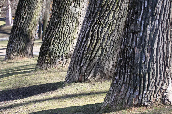 В городских населенных пунктах Беларуси значительную часть занимают деревья старше 50 лет, встречаются и насаждения в возрасте 100 лет. фото