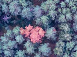 «Бусел М40». Изображения в видимом диапазоне состояния участков насаждений (высота 200 м) с отдельными усыхающими деревьями. фото
