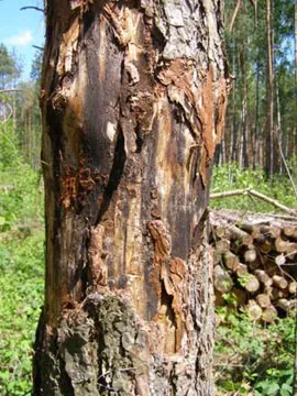 Признаки заселения деревьев представителями летнего фенокомплекса. фото
