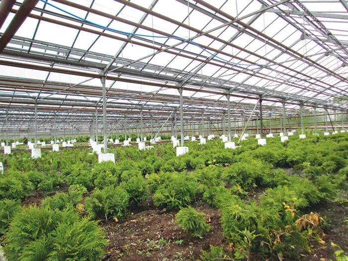 Теплицы используются для выращивания посадочного материала с закрытой корневой системой, зеленого черенкования и выращивания декоративных растений. фото