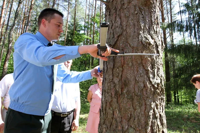 Ежегодно белорусские леса прирастают 30 миллионами кубометров древесины. фото