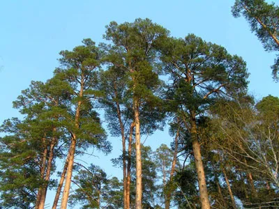 Белорусские леса поглощают более 40 % эмиссии СО2 нашей страны. фото
