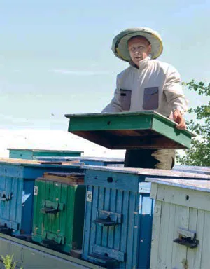Каждый пчелиный домик находится под присмотром пасечника. фото
