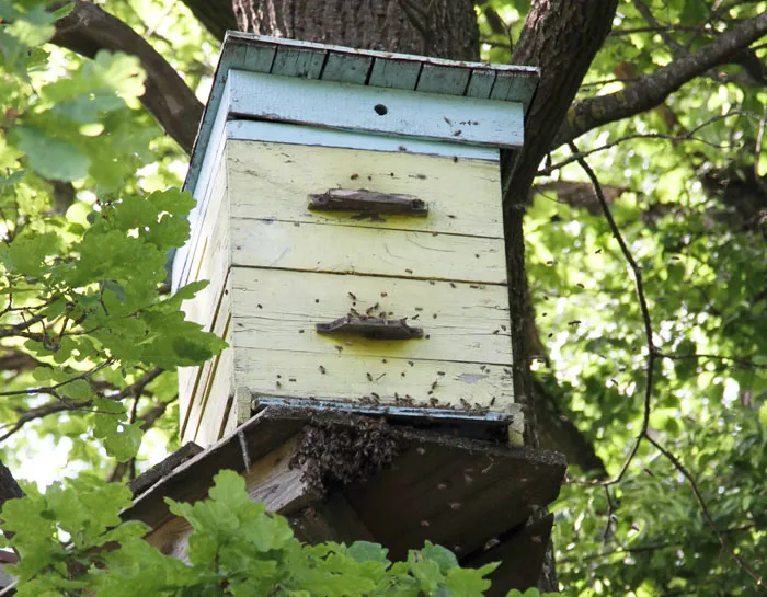 Пчеловоды Старицкого лесничества намерены получить не менее 20 килограммов меда с каждой пчелосемьи. фото
