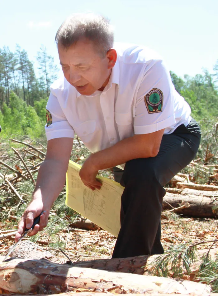 Главный лесничий Слуцкого лесхоза Роман Ожигар обследует заселенное короедом дерево. фото