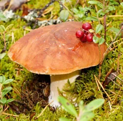 Мониторинг Академии наук: ягод и грибов будет меньше. фото