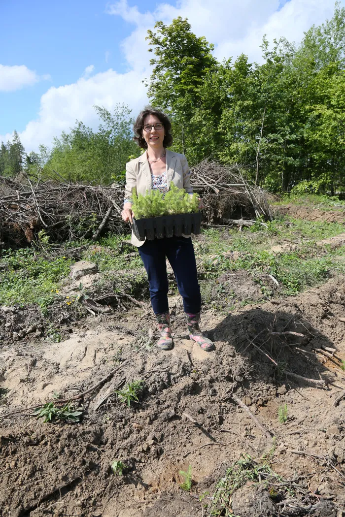 Представители PEFC внесли свой вклад в восстановление белорусских лесов, посадив на буреломных участках сеянцы с закрытой корневой системой. фото