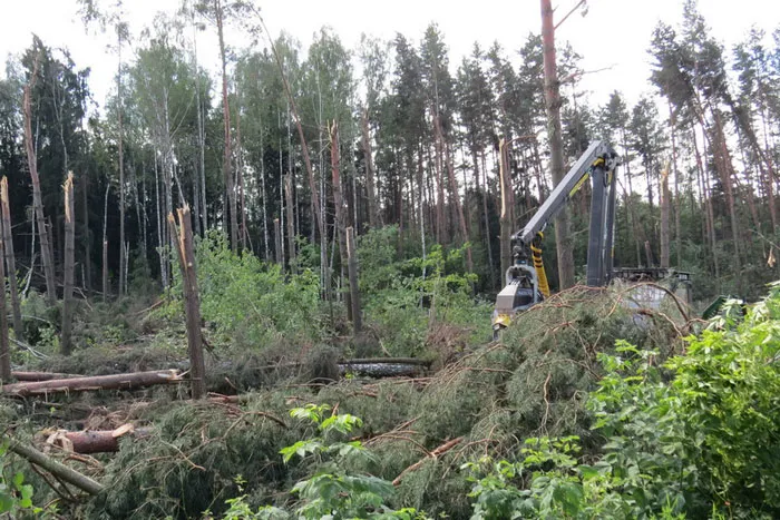 Жительницу смолевичского района ураган застиг в лесу. фото