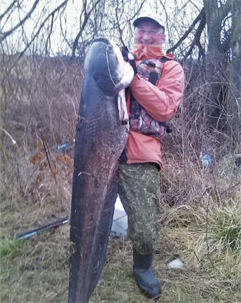  Начальник ПХС Скидельского лесхоза Александр Дылько поймал сома весом 32 килограмма. фото