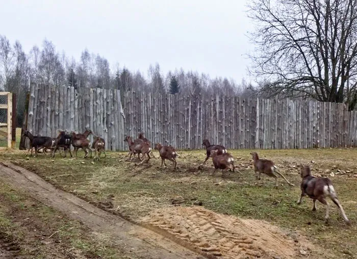 Трыццаць жывёл прывезлі ў вальерную гаспадарку ў канцы снежня мінулага года. фота