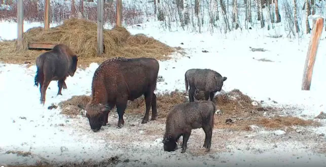 В Витебской области появятся зубры-новоселы. фото