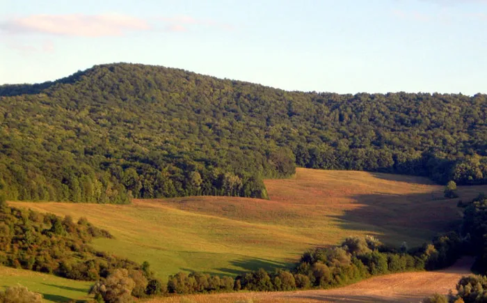 Общая площадь Республики Молдова составляет 33843,5 квадратных километра. При этом леса занимают 12 % территории страны. фото