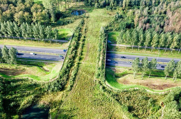 Экодук — мост для безопасного передвижения животных через скоростную трассу, Нидерланды. фото