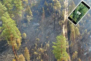 Пожар в лесах Бешенковичского лесхоза. фото