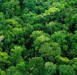 Лес атлетов будет высажен в одном из районов Рио-де-Жанейро. фото