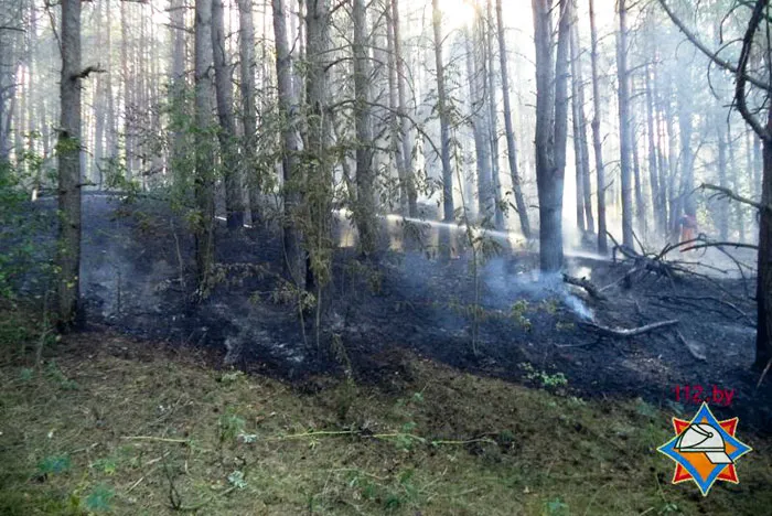 В Кормянском районе группа молодежи остановила разгоравшийся лесной пожар. фото