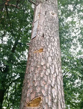 В Польше на экологических тропах есть деревья, на которых в бортях живут пчелы. фото