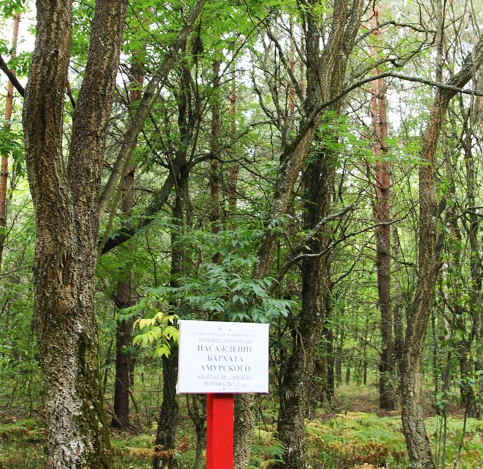 Бархат амурский — диковинка для белорусского леса. фото