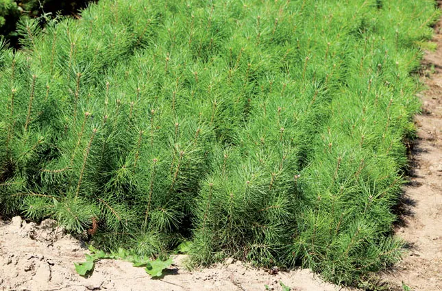  В ГЛХУ «Климовичский лесхоз» вырастят 85 тыс. растений с закрытой корневой системой. фото