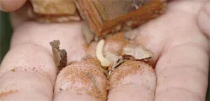 Личинка сосновой златки. фото