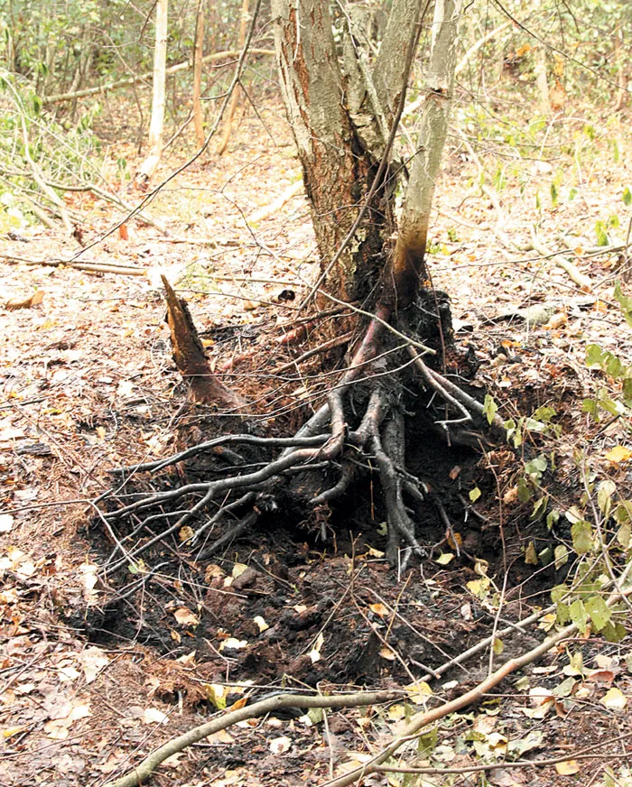 Закладка хвороста в специальной яме под дерном, которая и должна была запустить пожар на болоте. фото